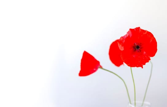 Red poppy flowers in a transparent vase on white background. Minimalists elegant floral composition.