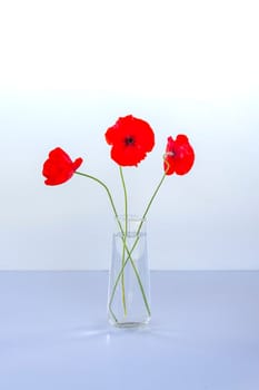 Red poppy flowers in a transparent vase on white background. Minimalists elegant floral composition.