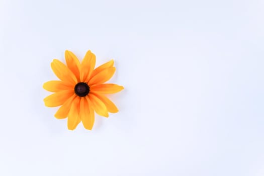 Yellow flower of rudbeckia on white background.