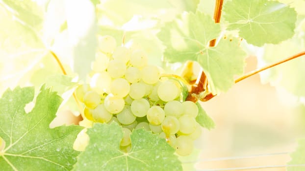 White grapes hanging on a bush in a sunny beautiful day. Harvest concept