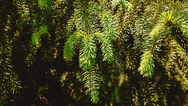 christmas backgrounds with green pine branches