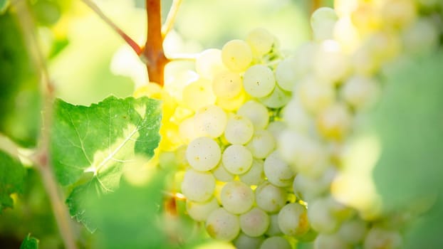 White grapes hanging on a bush in a sunny beautiful day. Harvest concept