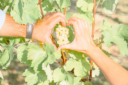 White grapes hanging on a bush in a sunny beautiful day. Harvest concept