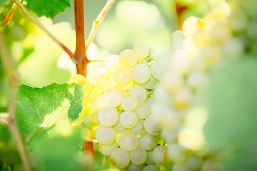 White grapes hanging on a bush in a sunny beautiful day. Harvest concept