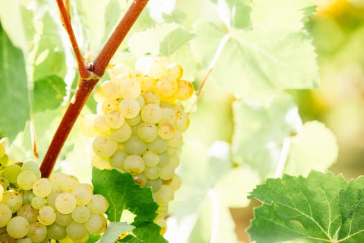 White grapes hanging on a bush in a sunny beautiful day. Harvest concept