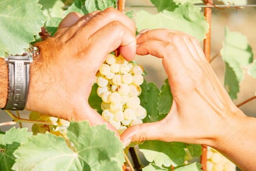 White grapes hanging on a bush in a sunny beautiful day. Harvest concept