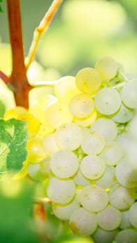 White grapes hanging on a bush in a sunny beautiful day. Harvest concept