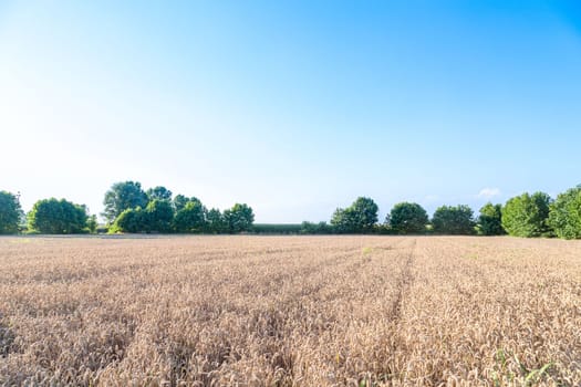 Close up of field of wheat in a summer day. Harvesting period.Rich collection concept. Advertising