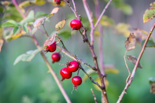 Rosehip berries on the twigs. Medical plant in autumn park.