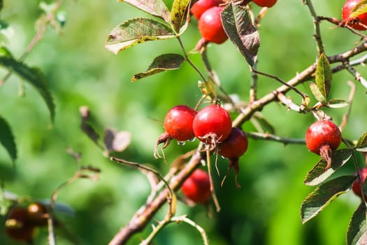 Rosehip berries on the twigs. Medical plant in autumn park.