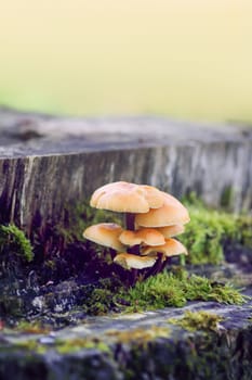 Forest mushrooms on tree stumpwith green moss. Honey agaric mushrrom.
