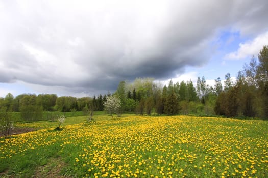Beautiful spring scenic landscape with dandelion flowers meadow in countryside. Dark sky before the storm.