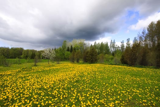 Beautiful spring scenic landscape with dandelion flowers meadow in countryside. Dark sky before the storm.