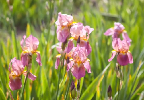 Iris flowers in spring garden.