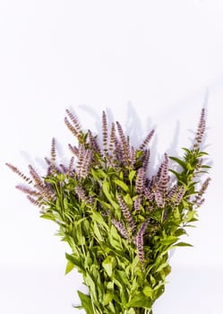 Fresh mint flowers for cosmetic products or herbal tea. Medical plants.