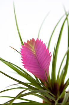 Blooming pink flower or Tillandsia cyanea house plant.