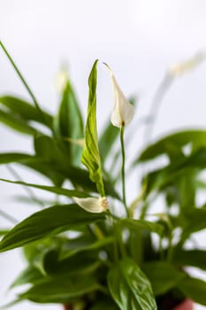 Ornamental house plant Spathiphyllum