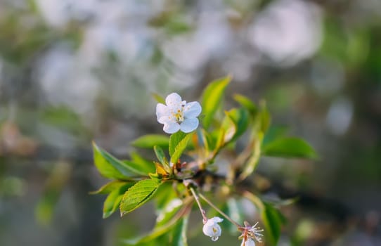 White cherry blossoms in spring park. Beautiful nature background. Springtime in countryside.