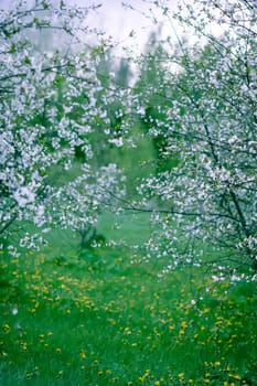 White cherry blossoms in spring park. Beautiful nature background. Springtime in countryside.