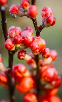 Flowering Cydonia plant. Red spring flowers of Japanese quince