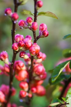 Flowering Cydonia plant. Red spring flowers of Japanese quince