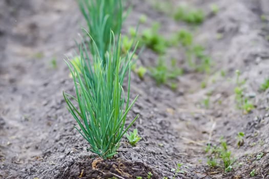 Onion plantation in the vegetable garden. Organic farm vegetables growing in soil