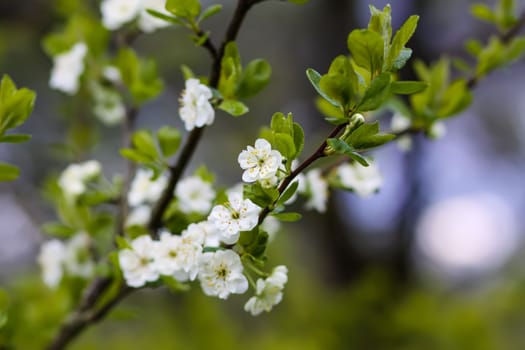 Plum tree blossoms in spring park. Beautiful nature background. Springtime in countryside.