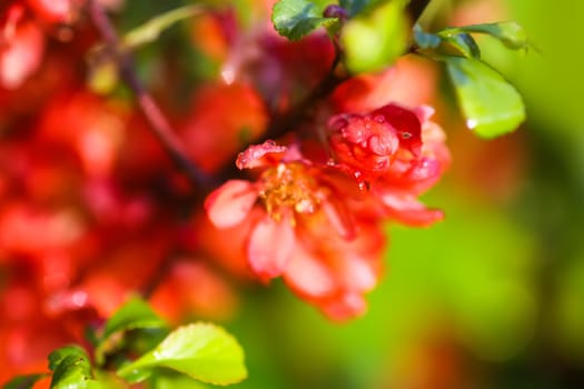 Flowering Cydonia plant. Red spring flowers of Japanese quince