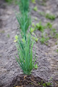 Onion plantation in the vegetable garden. Organic farm vegetables growing in soil