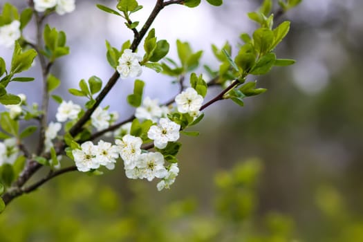Plum tree blossoms in spring park. Beautiful nature background. Springtime in countryside.