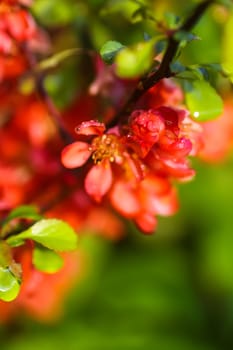Flowering Cydonia plant. Red spring flowers of Japanese quince