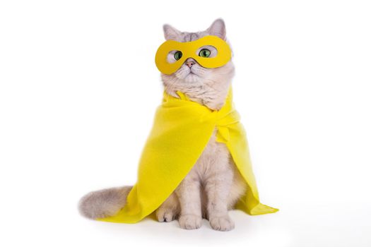 White cat in a yellow superhero costume: yellow mask and cape, sitting on a isolated white background. Copy space