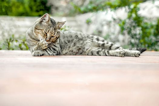 Gray striped cat lies relaxed on floor of veranda on background of garden and licks his paw, copy space