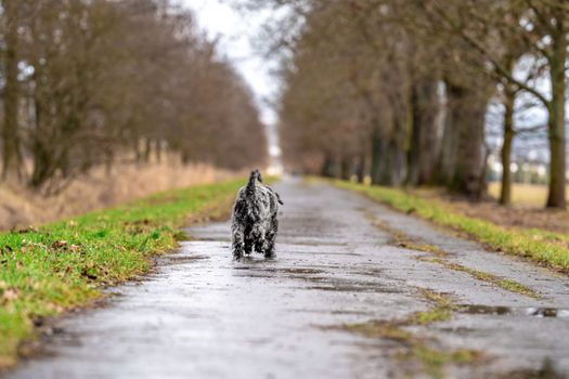 small black schnauzer on a walk on an alley in the park. High quality photo