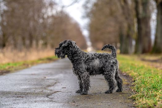 small black schnauzer on a walk on an alley in the park. High quality photo