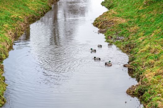 wild ducks in the river. High quality photo