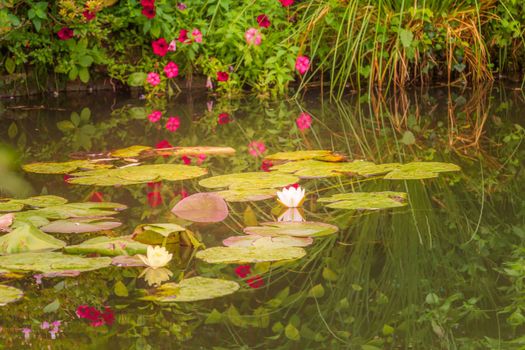 Water Lily Flower Blooming on idyllic water pond, Giverny, France