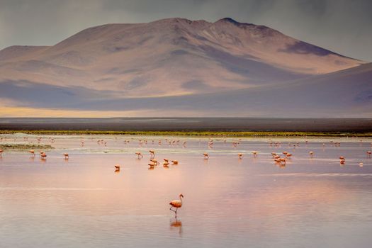 Laguna colorada, Red lake, with Andean Flamingos and Idyllic Altiplano Atacama Desert, Volcanic landscape, Potosi, Bolivian Andes, Bolivia