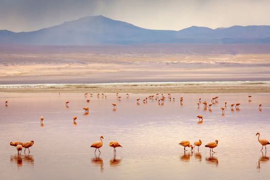 Laguna colorada, Red lake, with Andean Flamingos and Idyllic Altiplano Atacama Desert, Volcanic landscape, Potosi, Bolivian Andes, Bolivia