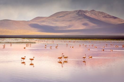 Laguna colorada, Red lake, with Andean Flamingos and Idyllic Altiplano Atacama Desert, Volcanic landscape, Potosi, Bolivian Andes, Bolivia