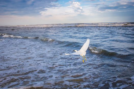 Heron egret flying on beach in Torres at dramatic evening, Rio Grande do Sul, Brazil