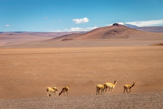 LLamas vicuna in Bolivia altiplano near Chilean atacama border, South America