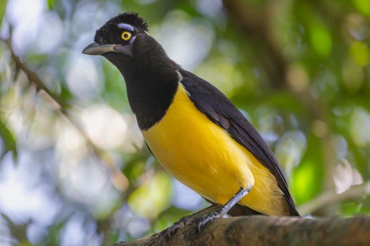 Plush-crested Jay, Cyanocorax chrysops, tropical bird in Iguazu national park, Argentina, border with Brazil