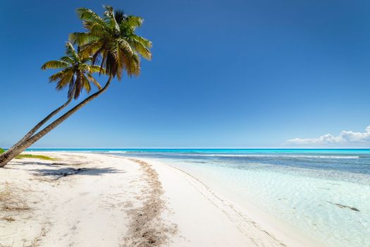 Tropical beach in caribbean sea, idyllic Saona island, Punta Cana, Dominican Republic