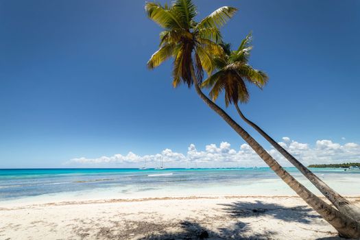 Tropical beach in caribbean sea, idyllic Saona island, Punta Cana, Dominican Republic