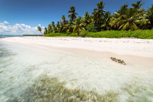 Tropical beach in caribbean sea, idyllic Saona island, Punta Cana, Dominican Republic