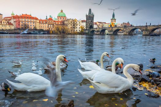 Group of Swans floating on Vltava river of Prague at dramatic dawn, Czech Republic