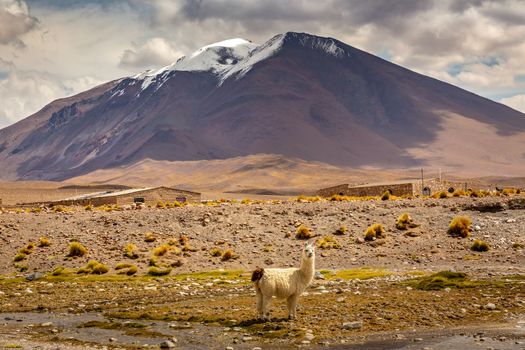 LLamas in Bolivia altiplano near Chilean atacama border, South America