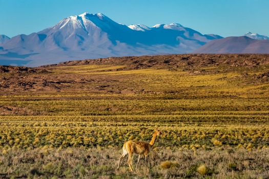 LLamas vicuna in Bolivia altiplano near Chilean atacama border, South America