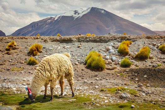 LLamas in Bolivia altiplano near Chilean atacama border, South America